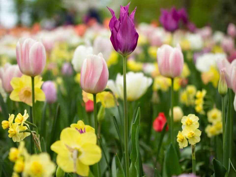 imgi 7 pexels photo 1076607 1920w